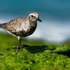 Kulik bledy - Pluvialis squatarola - Grey Plover o2234